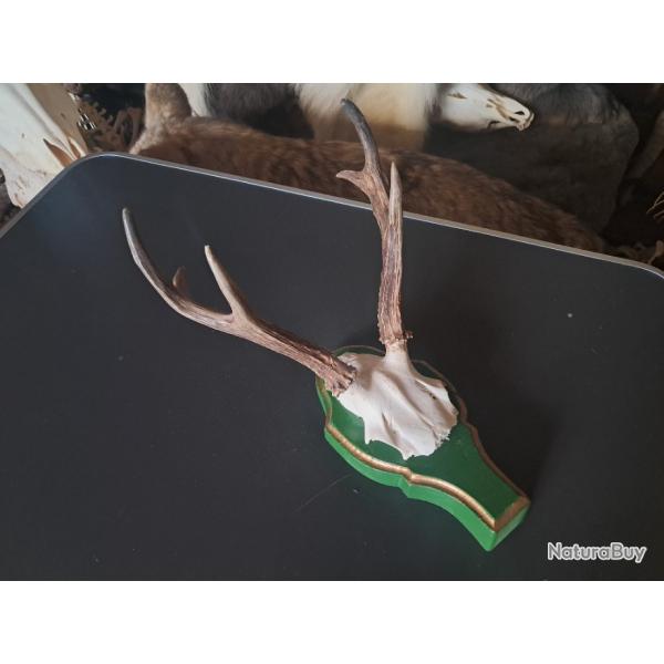 Troph�e de chevreuil de Sib�rie sur �cusson ; Capreolus pygargus #3110