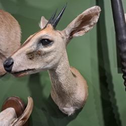 Taxidermie de C&eacute;phalophe de Grimm ; Sylvicapra grimmia #0112