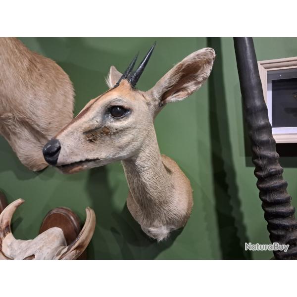 Taxidermie de C�phalophe de Grimm ; Sylvicapra grimmia #0112