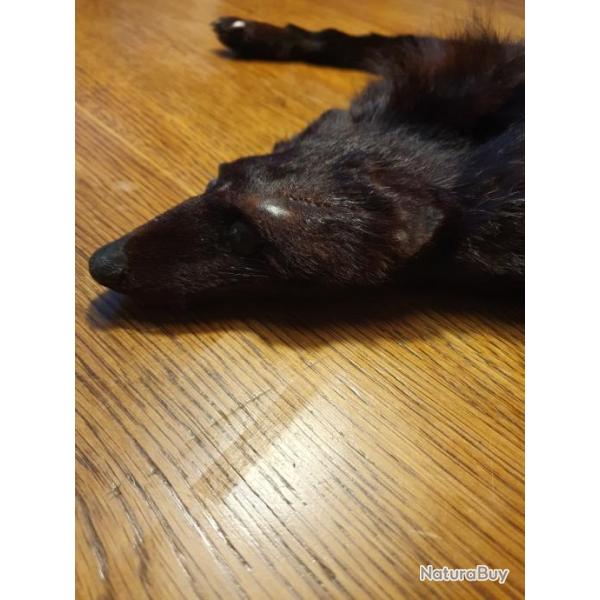 Peau de renard noir en �charpe