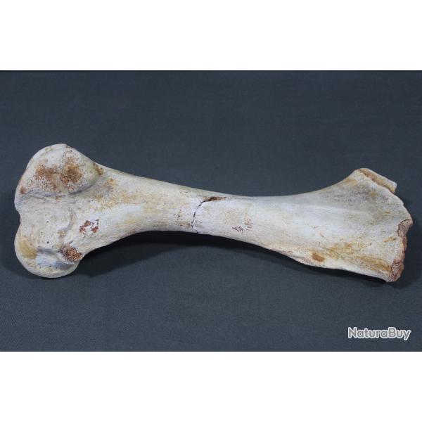 Hum�rus fossilis� d'hippopotame - Provenance: Mainx en Charente (France)