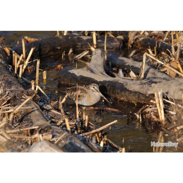 chasse � la b�casse en Croatie