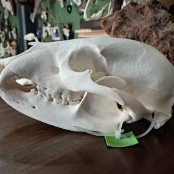 Cr&acirc;ne d'ours noir; Ursus americanus ; 25,8 cm