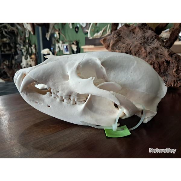 Cr�ne d'ours noir; Ursus americanus ; 25,8 cm
