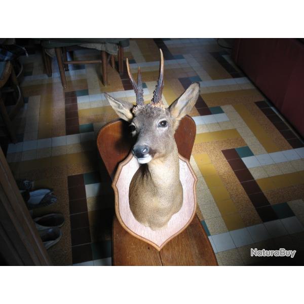 Tete de chevreuil superbement ralise