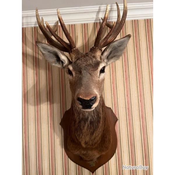 T�te de cerf empaill�e 10 cors - Pi�ce de collection