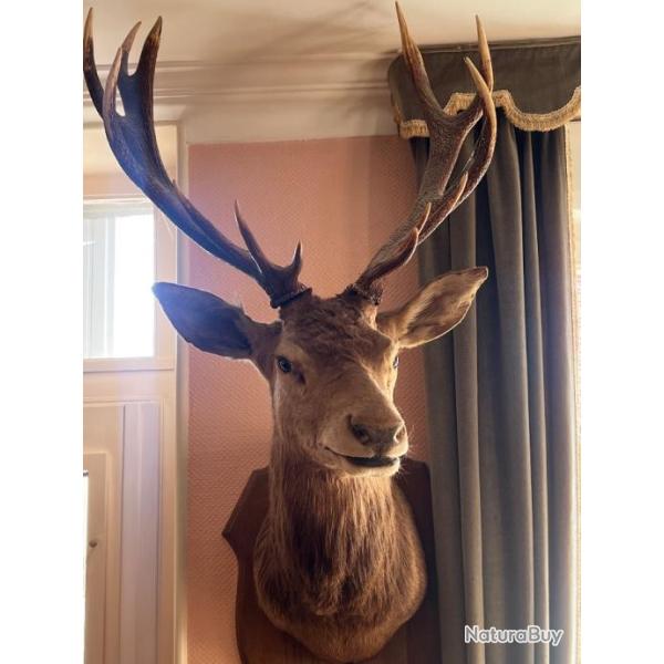 T�te de cerf empaill�e 14 cors - Pi�ce exceptionnelle