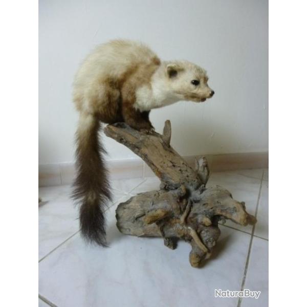 martre ou fouine naturalis�e TAXIDERMIE par JACQUES GILBERT