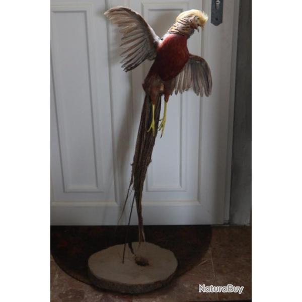 Faisan dor� naturalis� taxidermie 100cm