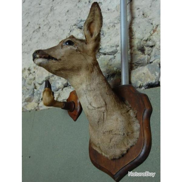 TETE DE CHEVREUIL EMPAILLE