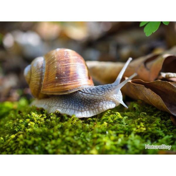Vente d'escargots vivant en ligne
