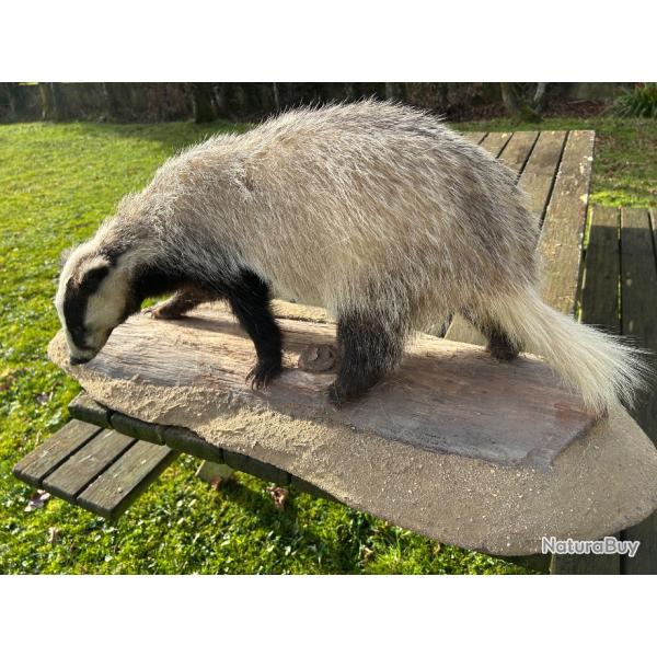 Blaireau naturalis�