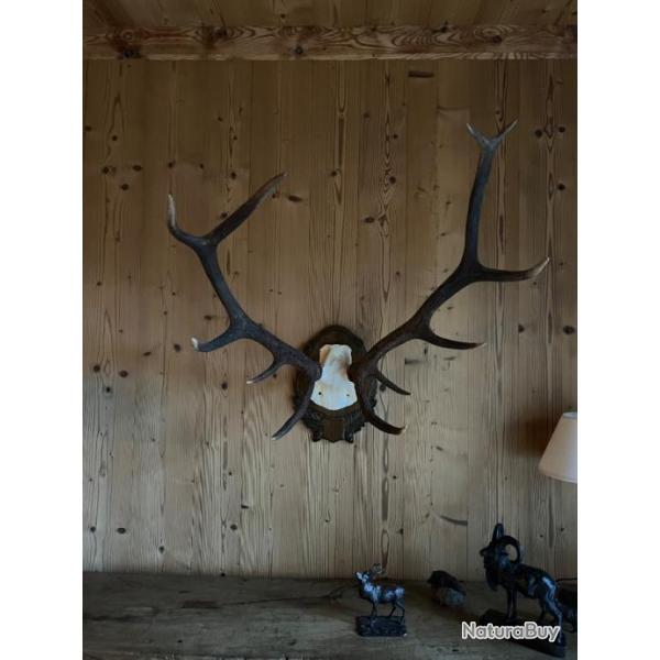 Massacre de cerf 12 corps irrguliers avec cusson en bois dcoratif gland et feuille de chne