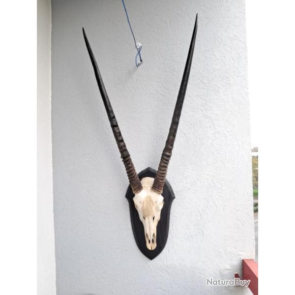 Troph�e d' Oryx sur �cusson avec de grandes cornes #1210