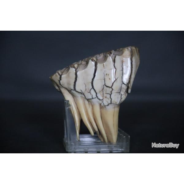 Dent de mastodonte pr�historique dans un �tat remarquable