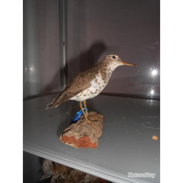 chevalier grivel� 1930 (rare)