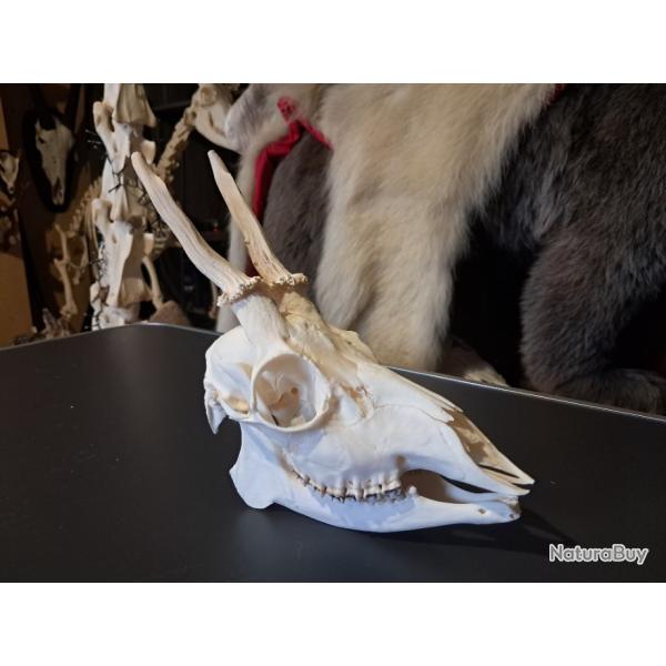 Cr�ne de chevreuil complet avec m�choire #2111