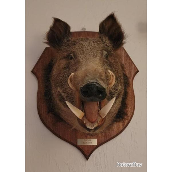 T�te de sanglier naturalis� taxidermie troph�e chasse