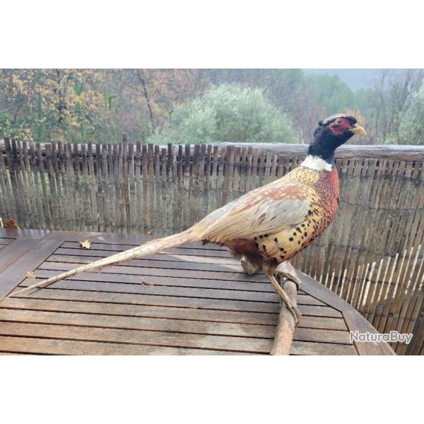 Faisan naturalis� taxidermie