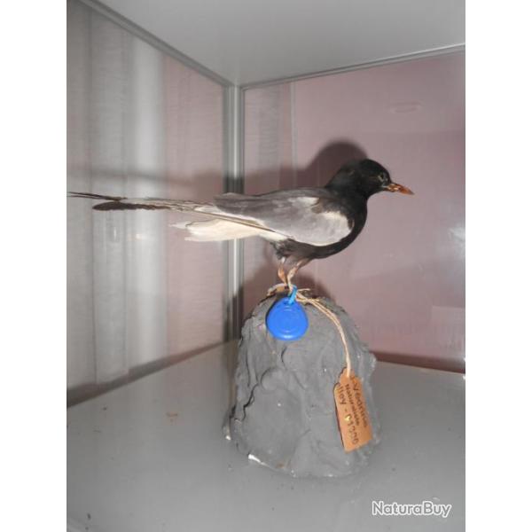 guifette leucopth�re