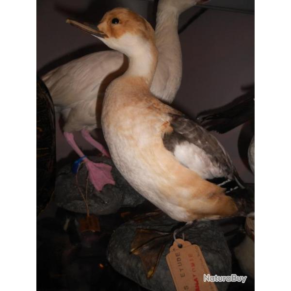 harle piette isabelle