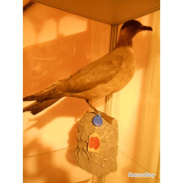 labbe parasite phase fonc�