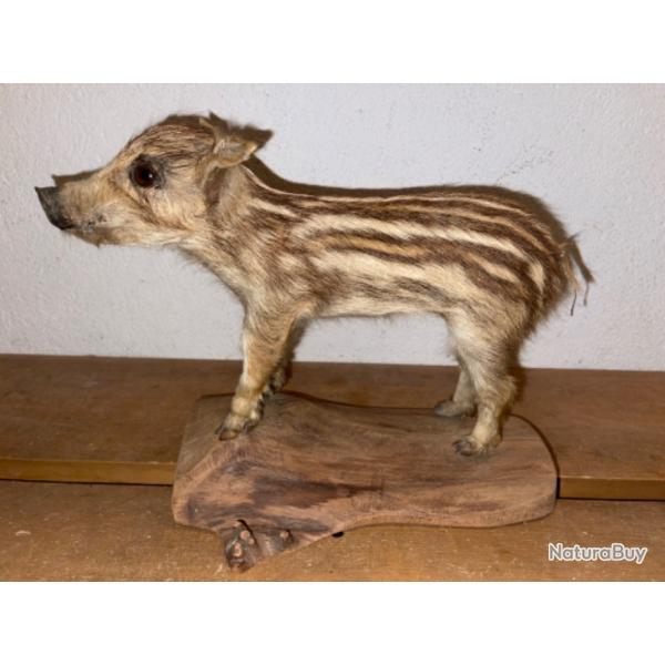 Marcassin naturalis� / empaill� rare tbe taxidermie