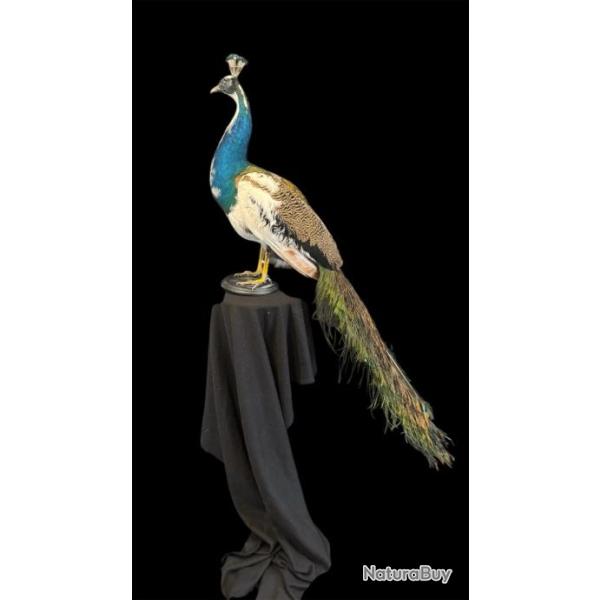 Paon arelequin taxidermie