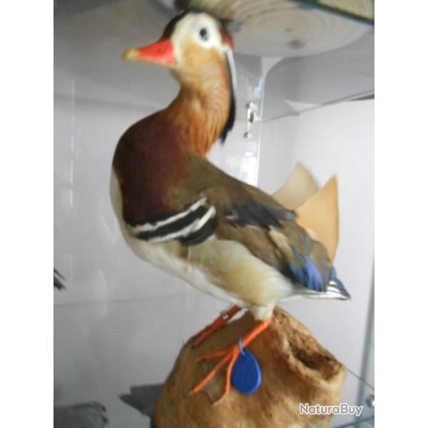 canard mandarin m�le