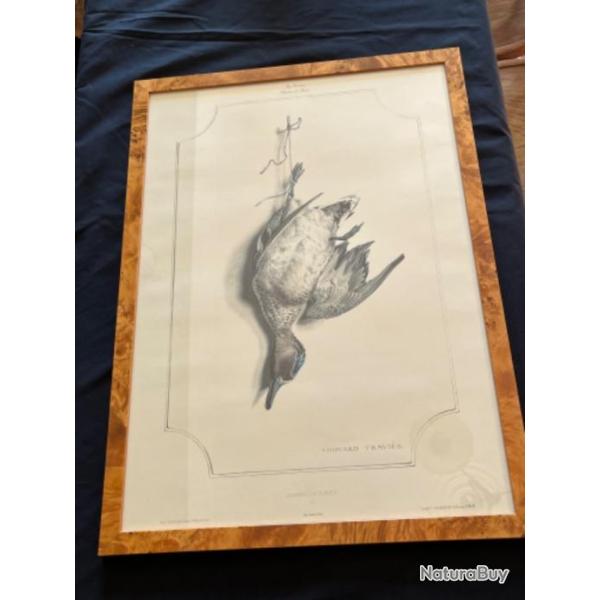 Cadre la Vnerie (souvenir de chasse) La Sarcelle d'hiver