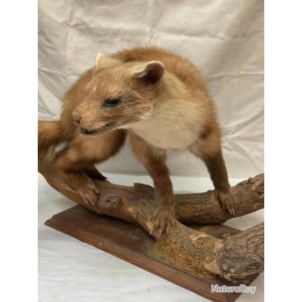 marthe naturalis�e, 1980