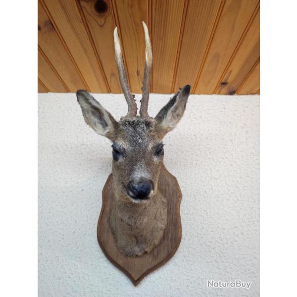 T�te de chevreuil