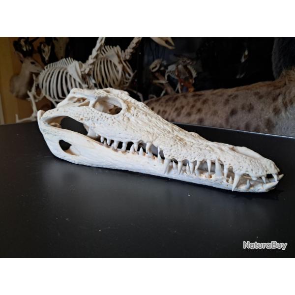 Vrai cr�ne de crocodile du Nil ; 35 cm ; Crocodylus niloticus #0902(1)