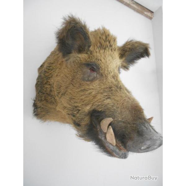 tte de sanglier  205 kgs