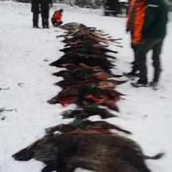 Chasse 1200 ha sur La Petite Pierre, recherche partenaires s&eacute;rieux avec Ethique et esprit d?&eacute;quipe