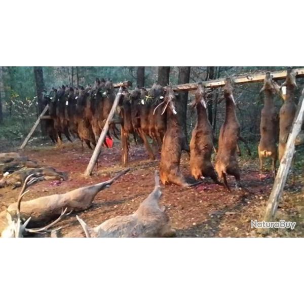 Chasse 1200 ha sur La Petite Pierre, recherche partenaires s�rieux avec Ethique et esprit d?�quipe