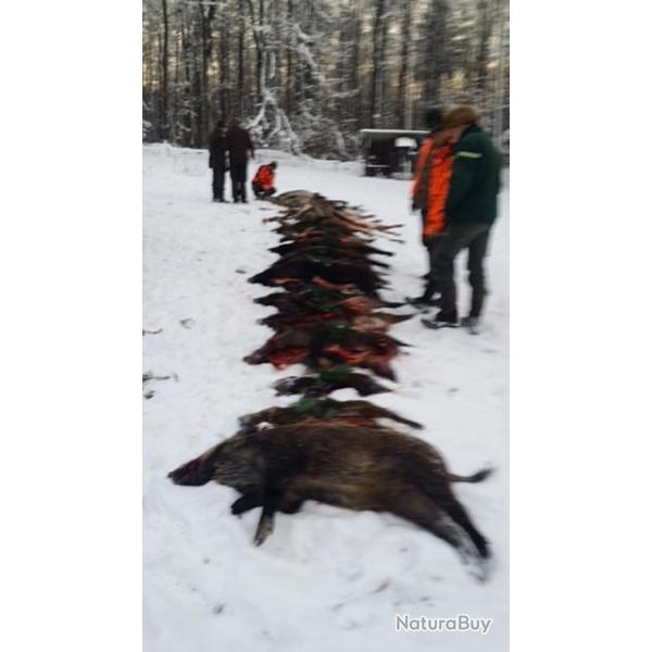 Chasse 1200 ha sur La Petite Pierre, recherche partenaires s�rieux avec Ethique et esprit d?�quipe