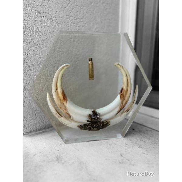 Troph�e phacoch�re