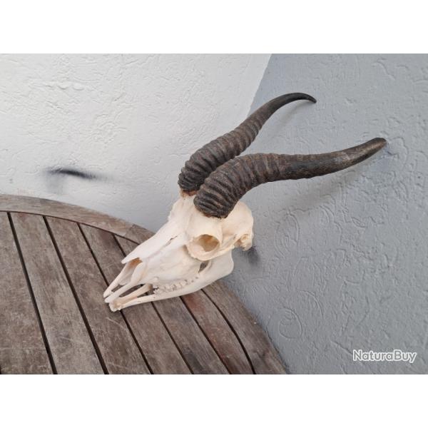 Cr�ne de Springbok ; Antidorcas marsupialis #0912