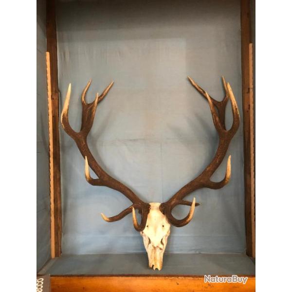 tr�s beau massacre cerf 12 cors