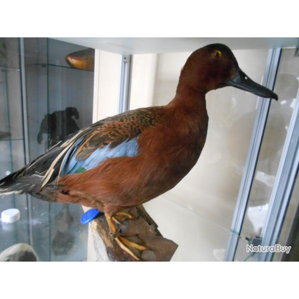 sarcelle  a aile bleue