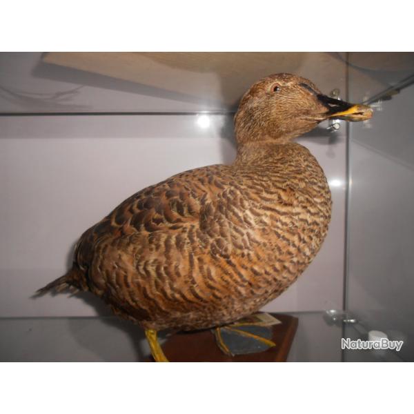 eider a duvet femelle