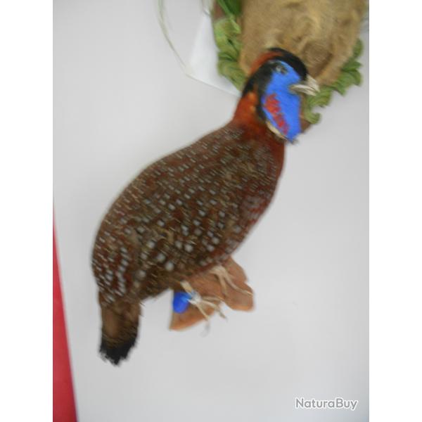 tragopan satyr