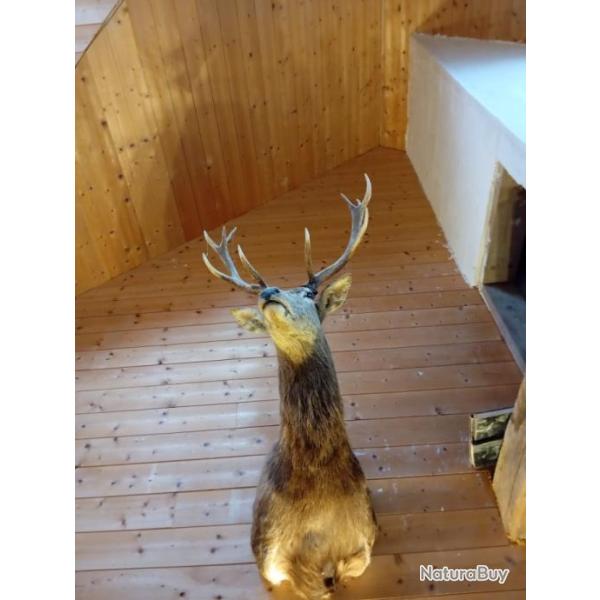 Magnifique T�te de cerf