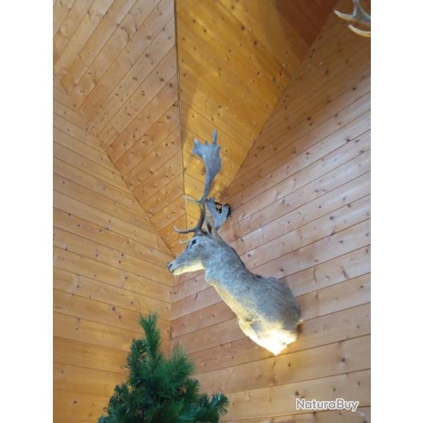 Magnifique t�te de daim 100cm d hauteur avec les bois.