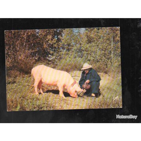 en p�rigord l� ou le chercheur de truffes exerce son talent , truie , cochon, porc cpm