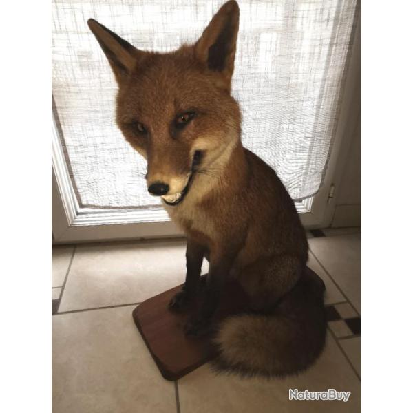 renard naturalis� vintage