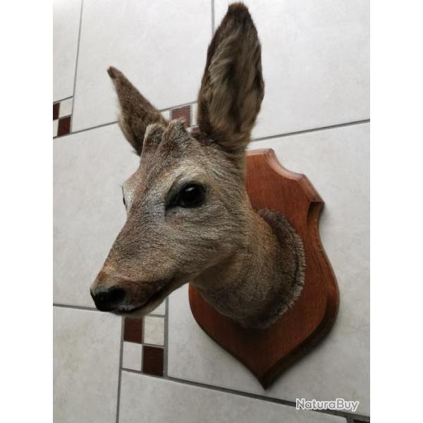 chevreuil brocard naturalis�