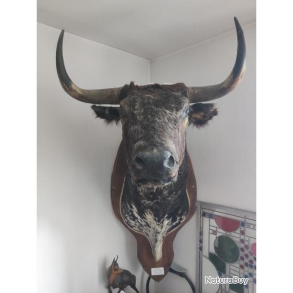 T�te de taureau taxidermie