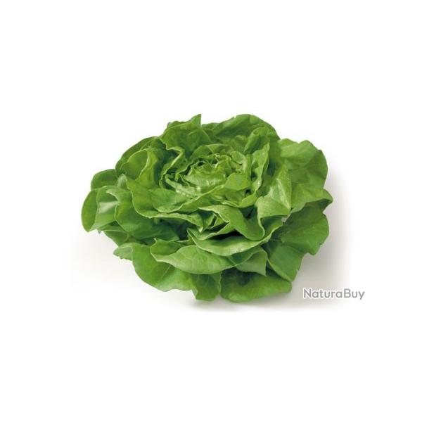 graines de Laitue cultiv�e